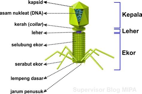 Apa kesamaan struktur pada kedua virus tersebut  Latihan Perhatikan gambar di bawah ini, dan jawablah pertanyaan berikut dengan benar! Gambar 1: Bakteriofage Gambar 2 : Virus Corona 1